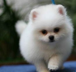 狗狗老是干呕是怎么回事,狗狗总是干呕怎么回事该怎么办