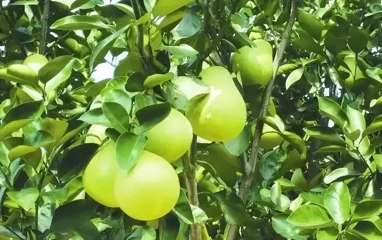 井冈蜜柚怎么种植,吉安县井冈蜜柚基地