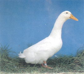 北京特产哪里买正宗又便宜,北京特产带回家必买清单