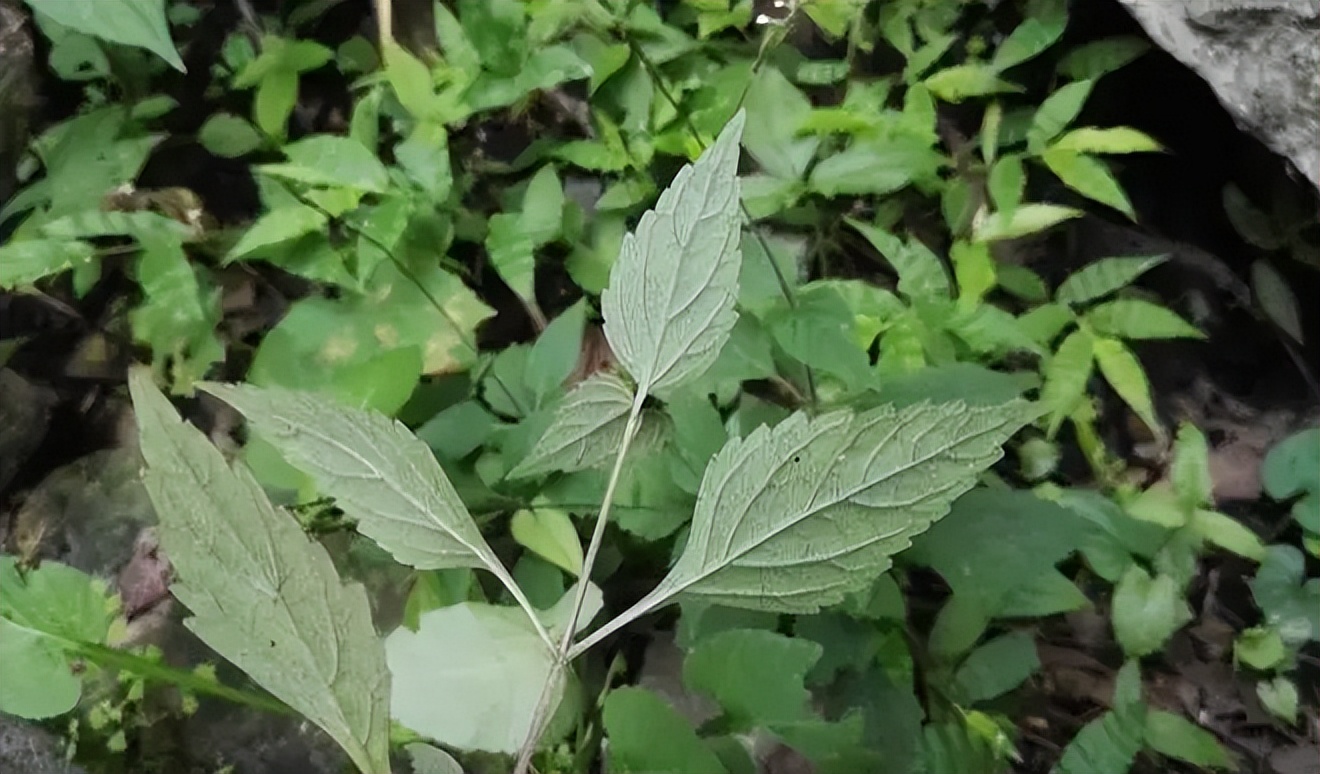 胸椎正骨推拿手法,中医胸椎推拿手法全套教程