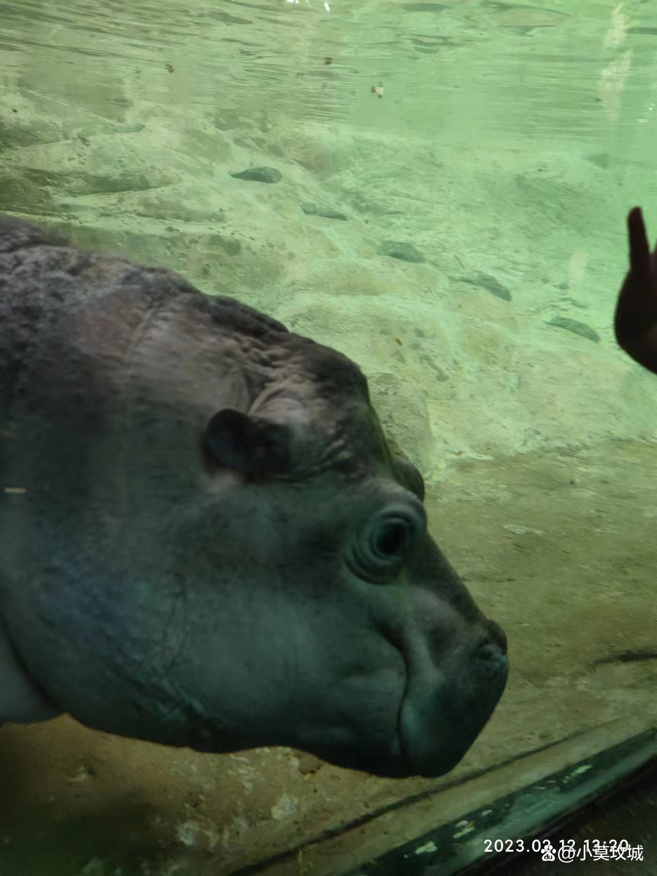 香江野生动物园和长隆野生动物园,深圳野生动物园和长隆野生动物园