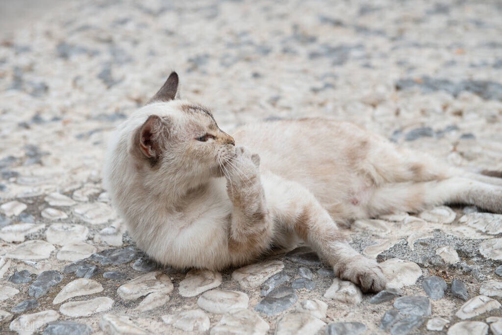猫咪吃饭喝水都吐是怎么回事,猫咪不吃饭只喝水怎么办