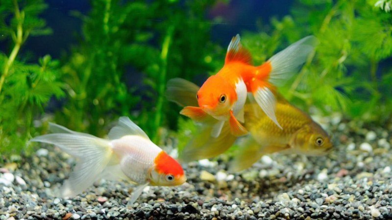 为什么会梦到很多奇怪的动物,做梦梦到好多动物是什么征兆