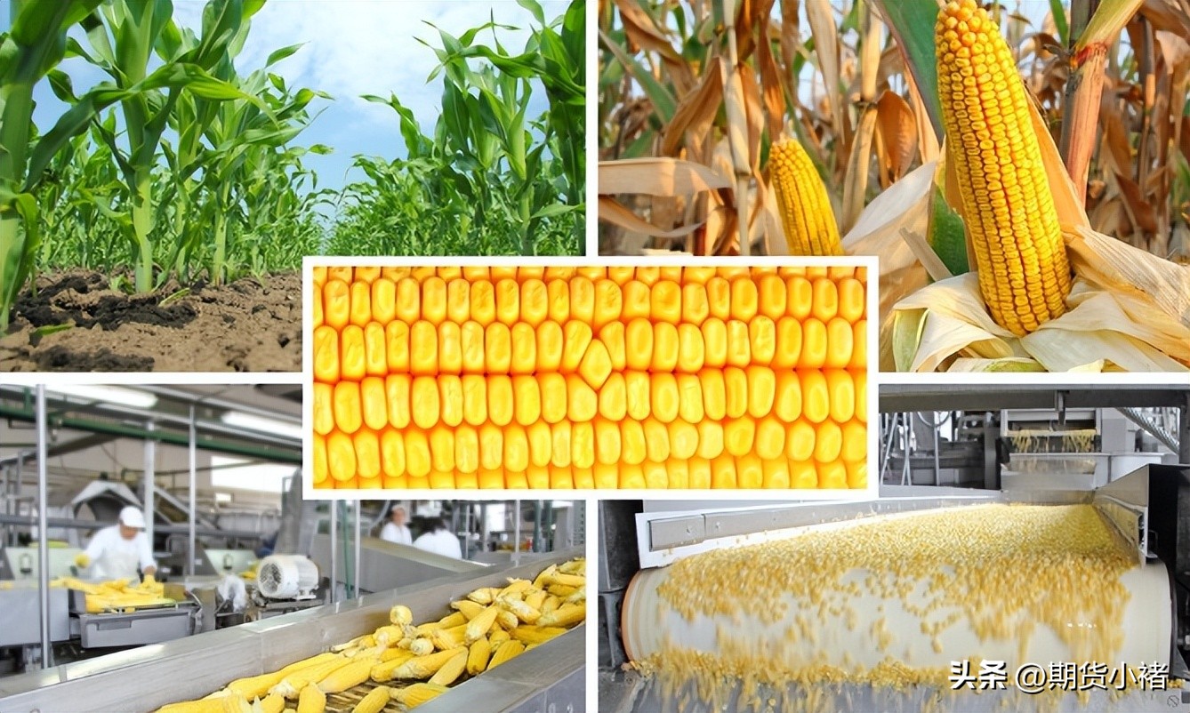 玉米涨价利空,玉米需求最新行情