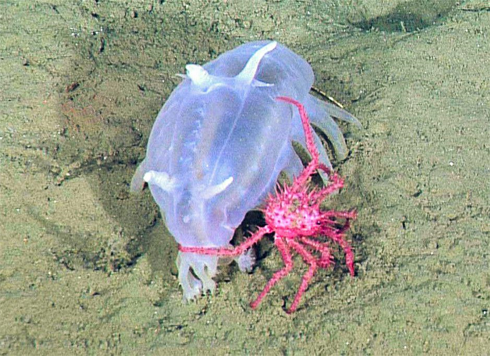 加蓬黑脸猩猩,加蓬长尾猴图片