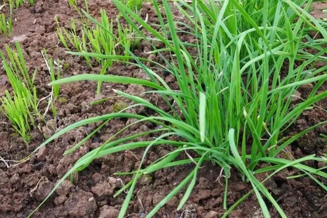 韭菜种植后什么时候可以割,种植的韭菜什么时候割合适