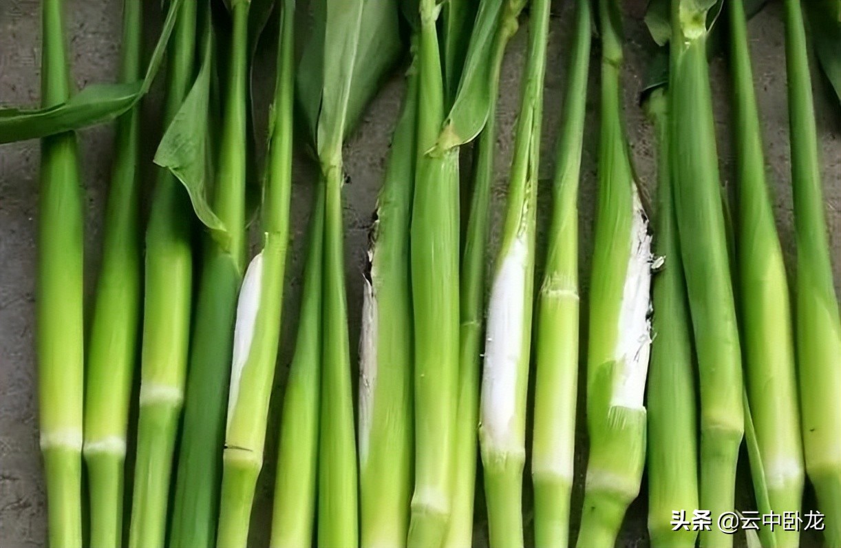 老韩讲了一个故事：高粱地里的黑霉霉