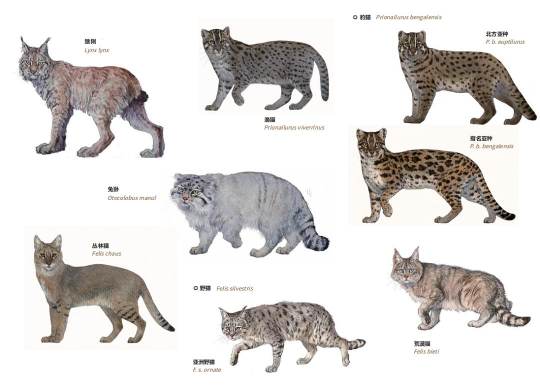中国这13种猫猫,一种都不能少