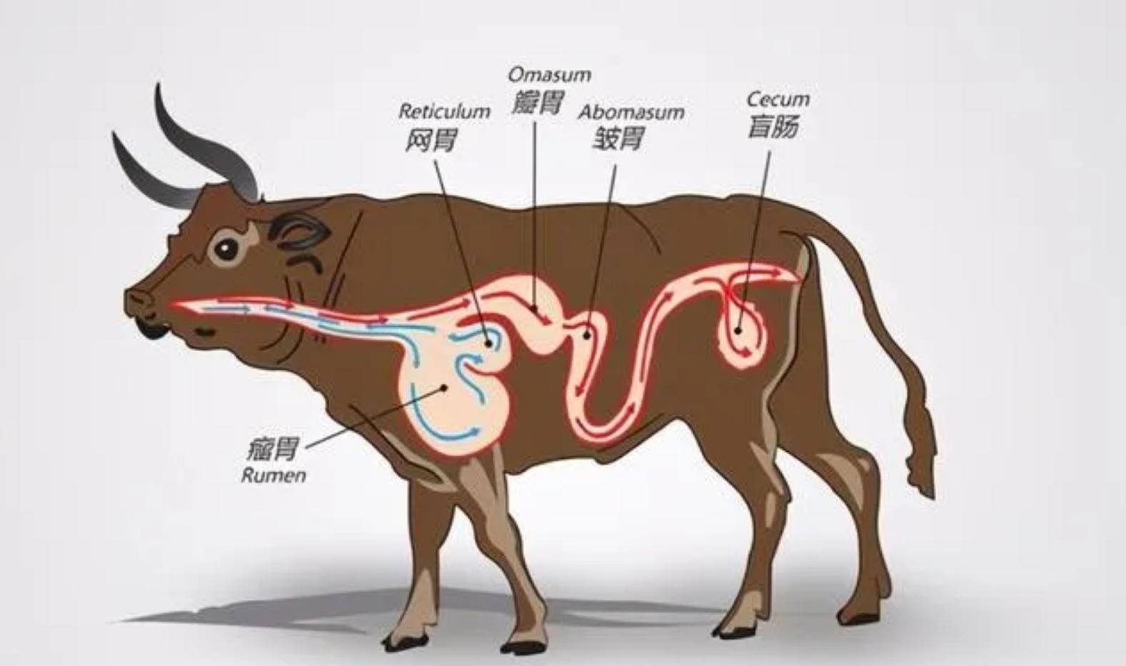 牛身上掏一个洞这对牛有何影响,为什么会在牛身上开洞