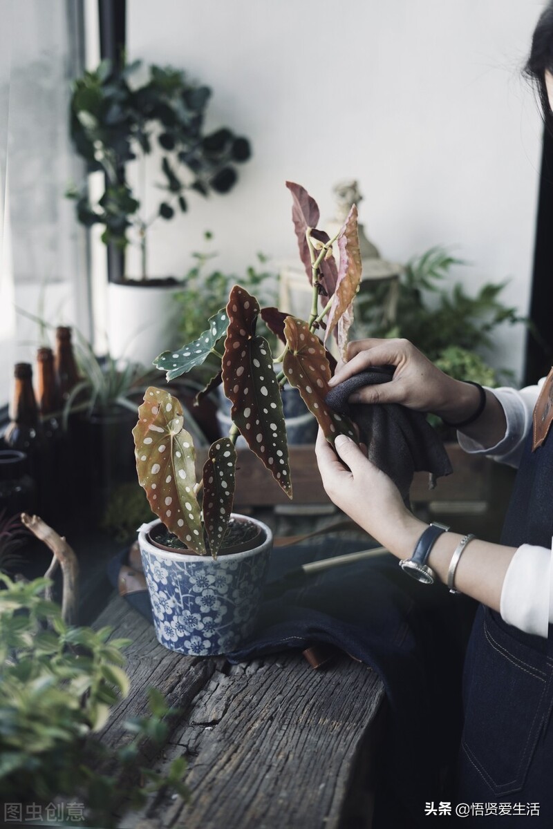 适合室内养耐阴的小型观赏花,好养的喜阴花有哪些室内