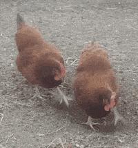 今天在老婆包里发现的,她说是治牙疼的,我觉得不像啊。