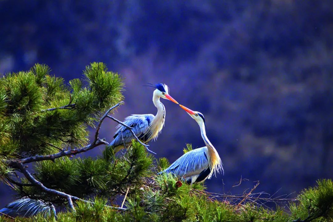 跟着“鸟王爷”去观鸟