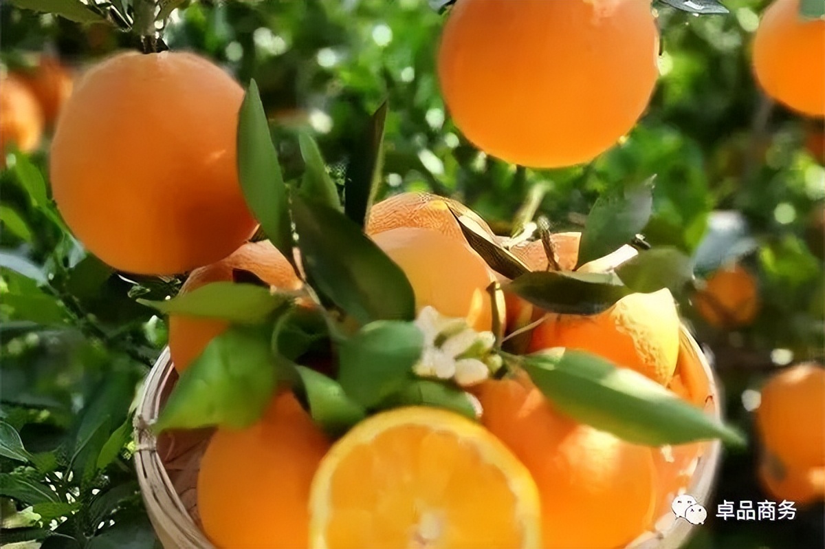 头条|再次助力腾讯全球数字生态大会，卓品商务保障数字化温度