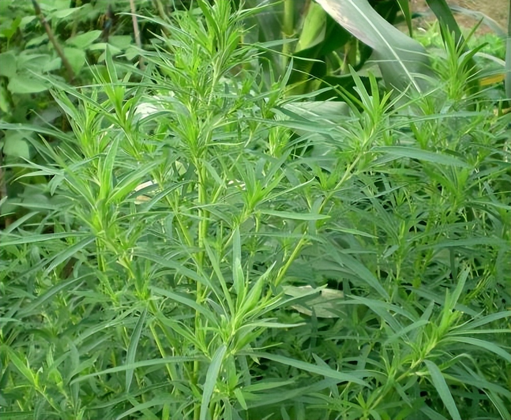 春天挖野菜图片大全,最全野菜图集63种野菜大图鉴