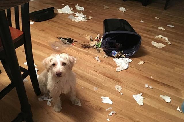 怎么样才能溺爱狗狗,被溺爱的狗狗如何纠正