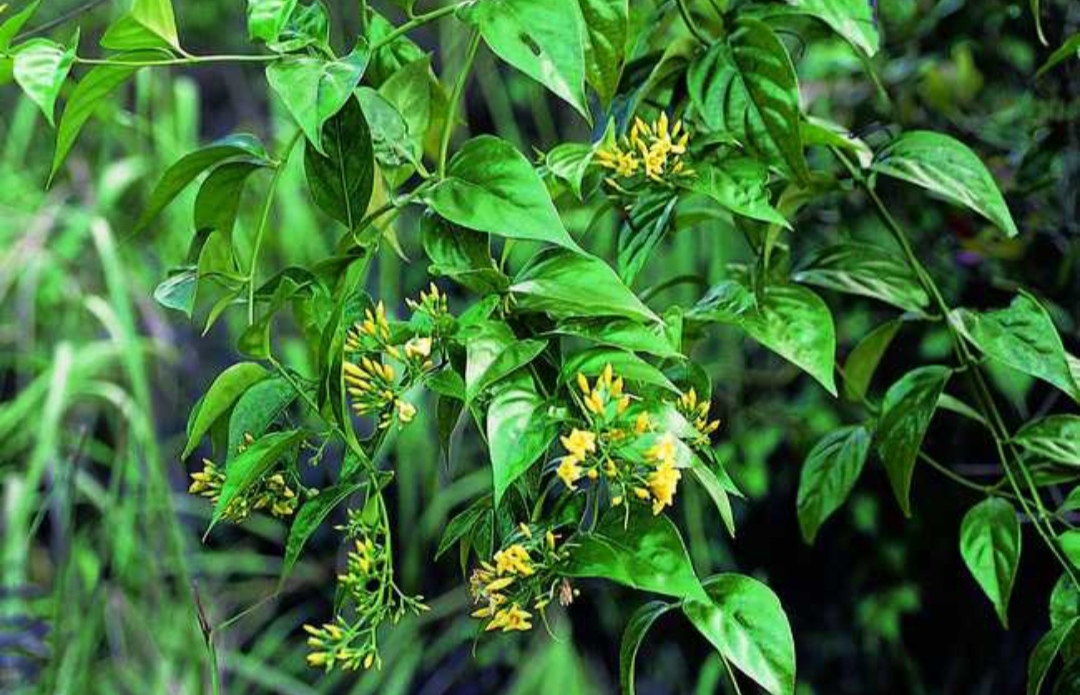 常见有毒花千万别碰,世上有毒的花和植物