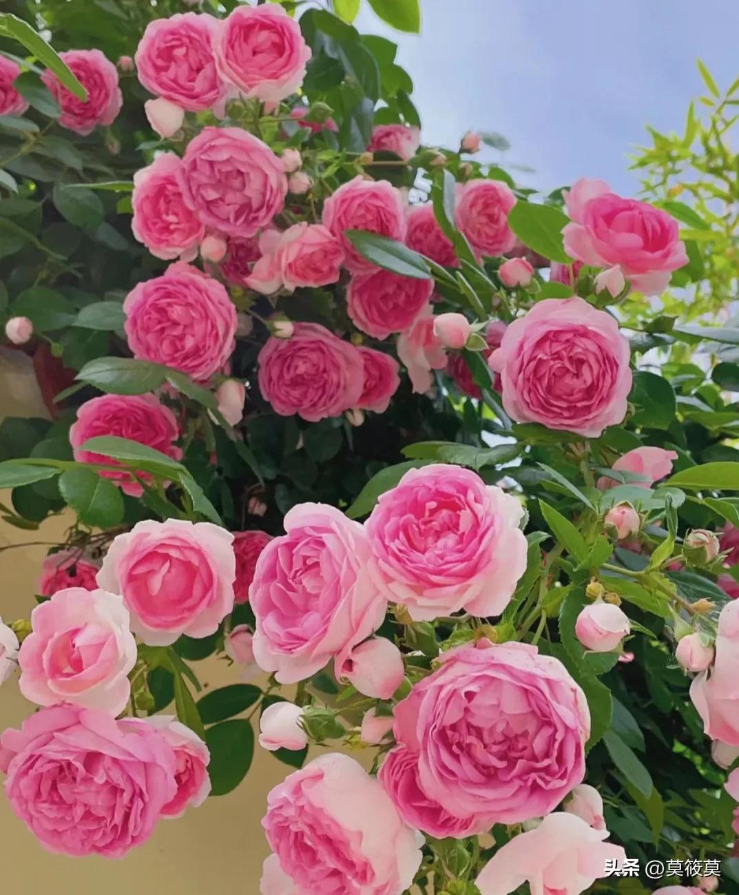 贵州省的省花叫什么名,贵州各个县的县花