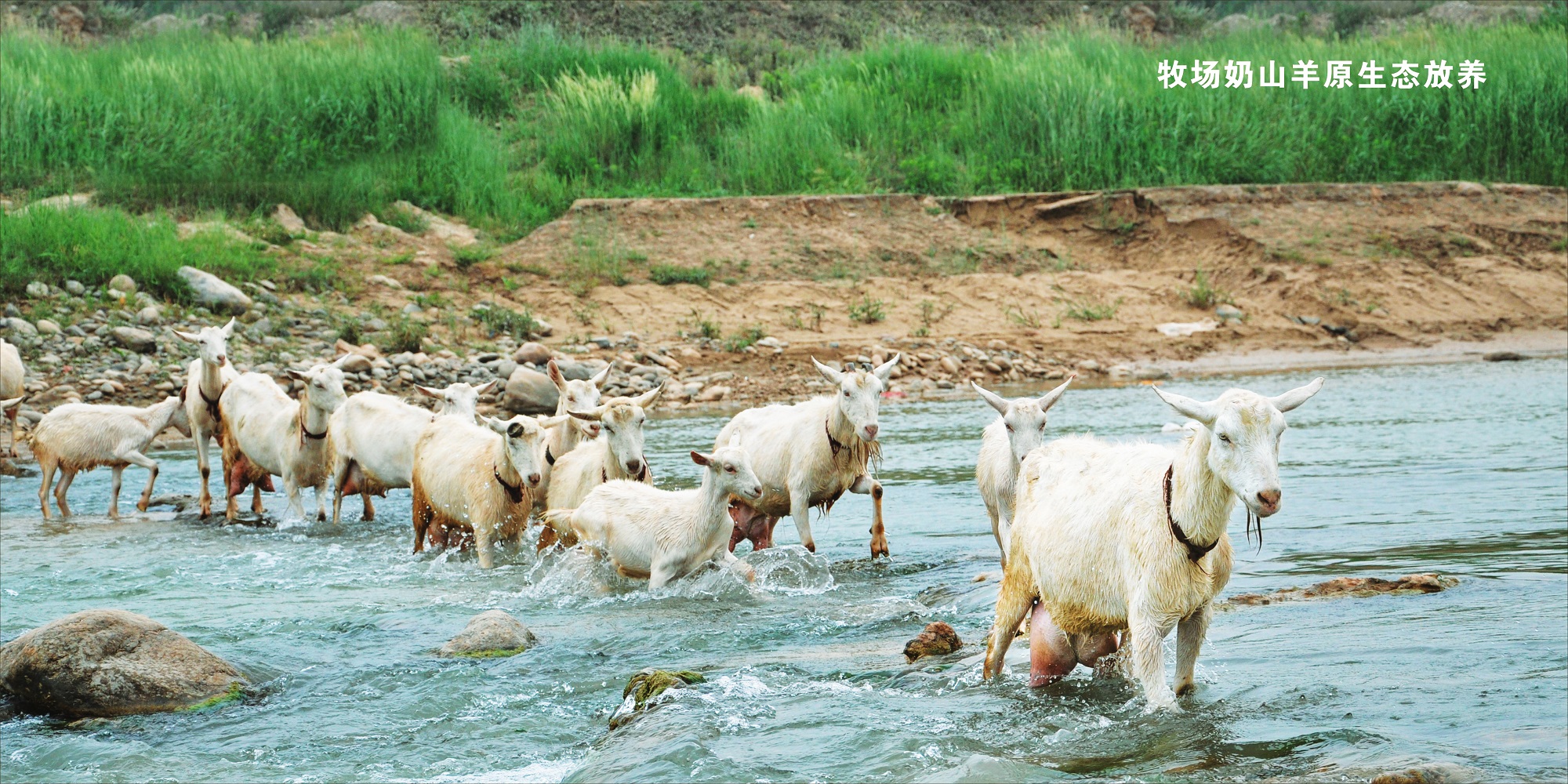 朵恩婴儿羊奶粉,品质朵恩羊奶粉