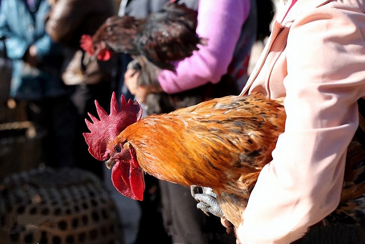 打鸡血真的有用么,流行打鸡血是怎么回事