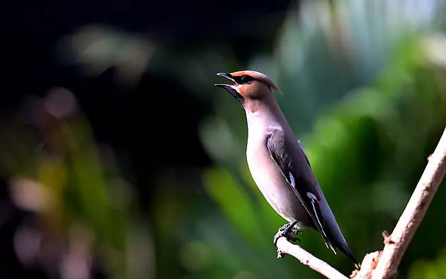 太平鸟图片大鸟,太平鸟图片大全高清壁纸