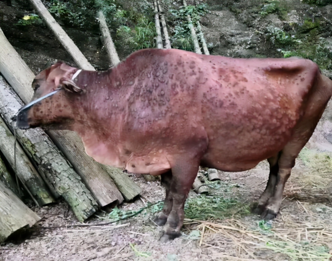 牛结节病是什么引起的怎么预防,牛结节病的防治