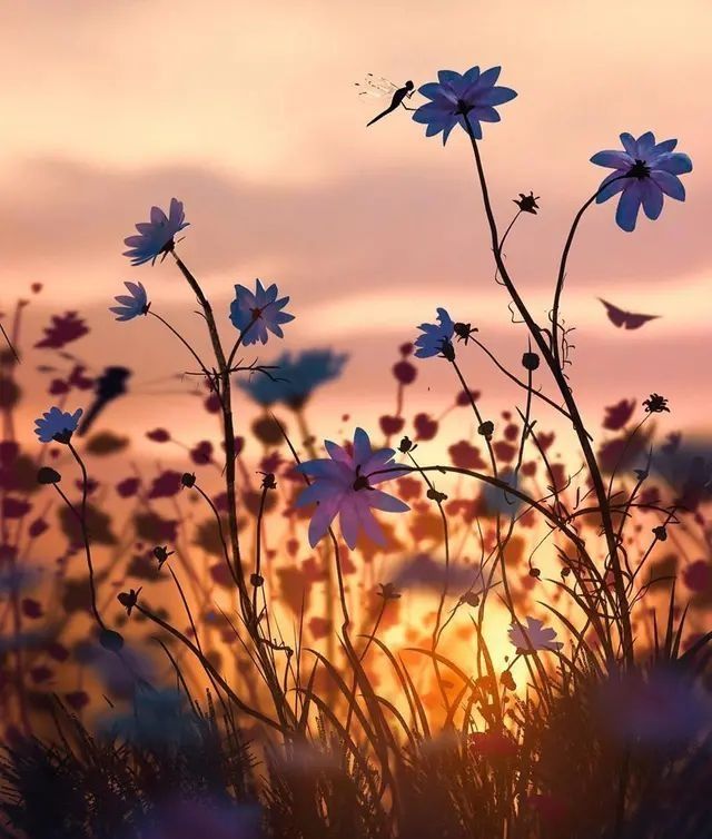 生如夏花演唱视频,生如夏花朴树完整版