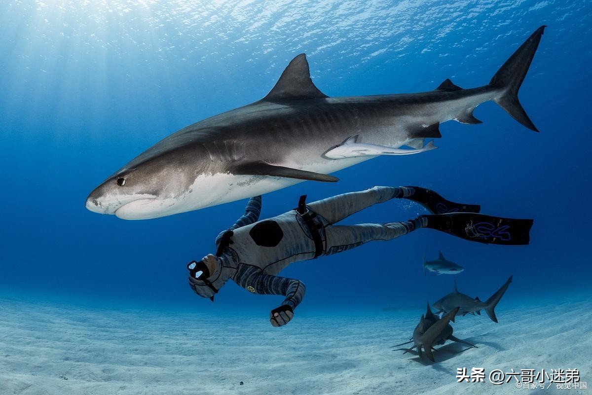 不是人工养殖的鲨鱼可以吃吗,为什么鲨鱼人工养殖的也不能吃
