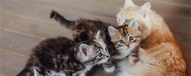 猫咪发情时，会有哪些表现与特征？