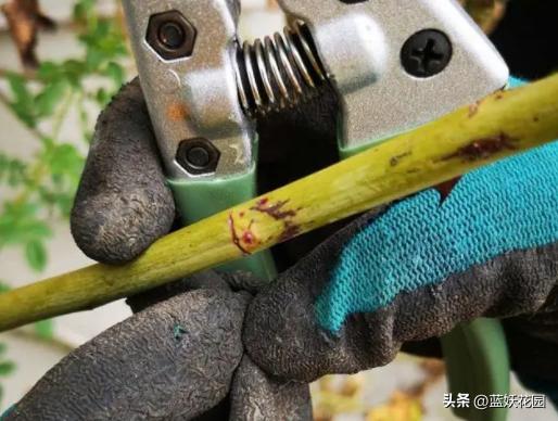 藤本月季过冬枝条发皱,月季水浇多了枝条干瘪发皱