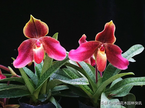 昆明植物研究所直播,云南省昆明市植物研究所