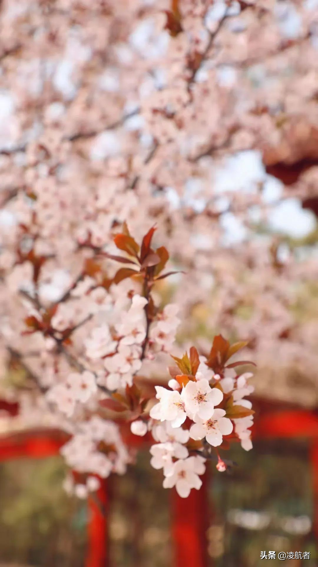 共赴春之约携手新征程,共赴春天之约携手砥砺前行