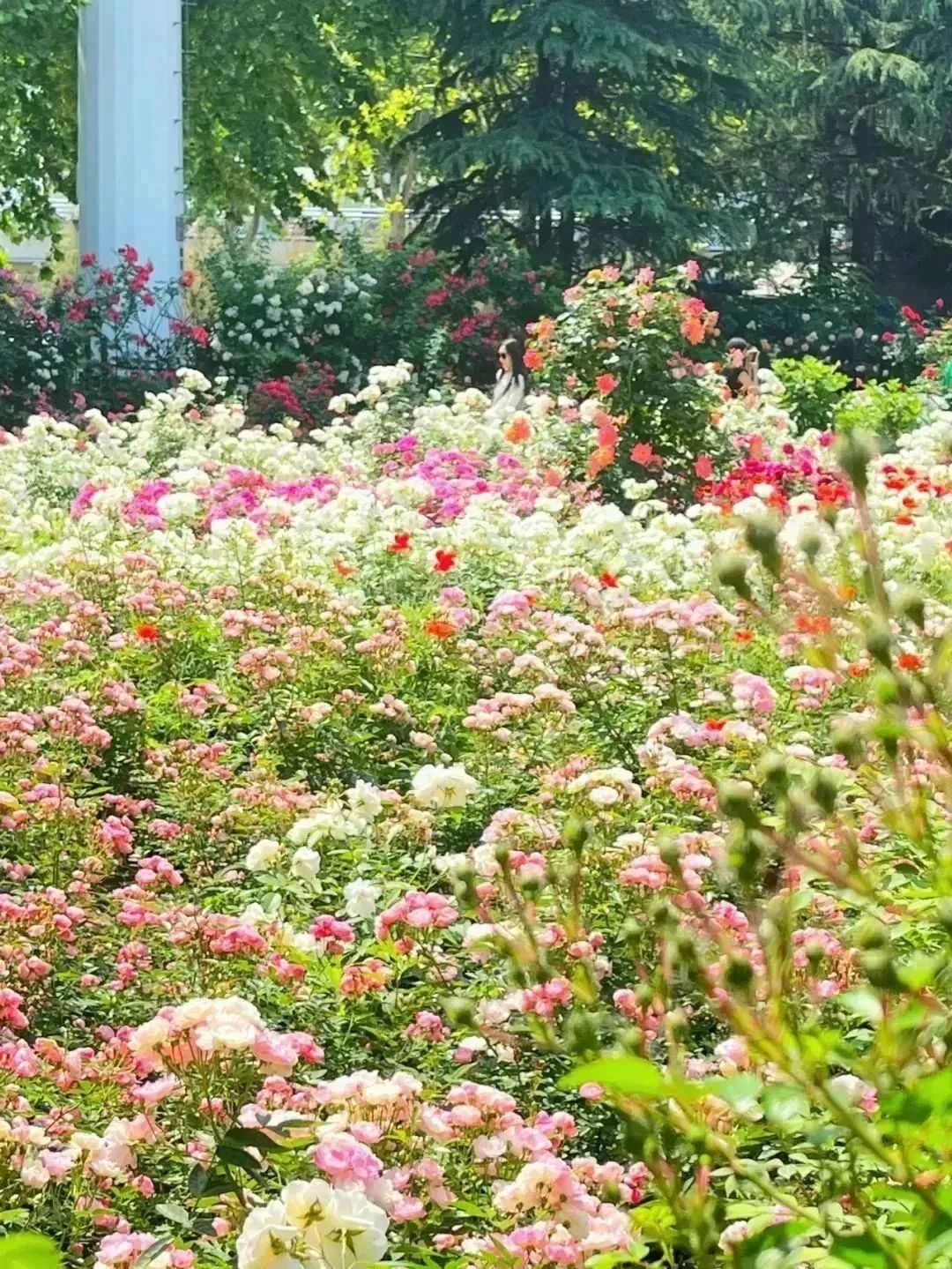 月季花开娇艳无比,月季花开得正烂漫