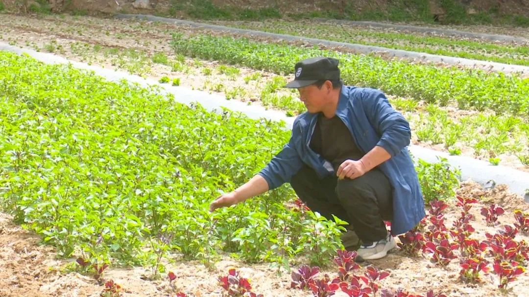 高台发展特色产业促进农民增收,高台县发家致富