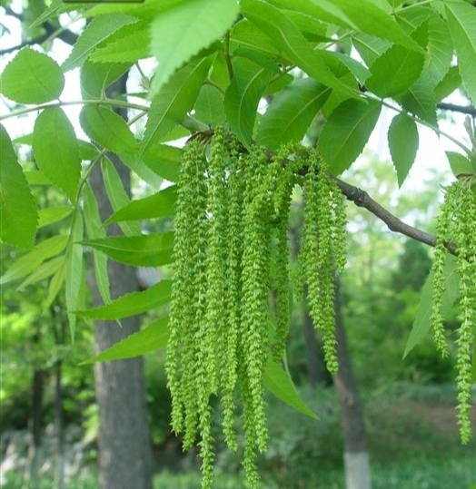 碧根果果实能结多少年,开心果碧根果是什么树的果实