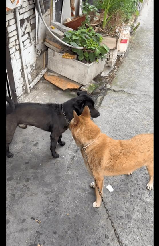 被拴了13年的看门犬，带它感受一天被爱的经历，从此眼里有光了！