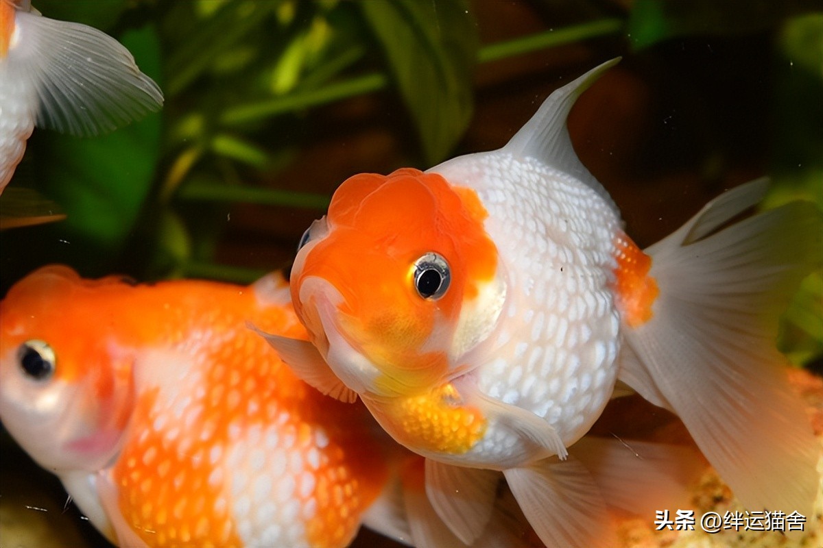 金鱼寿命最长的品种,现在金鱼有多少个品种了