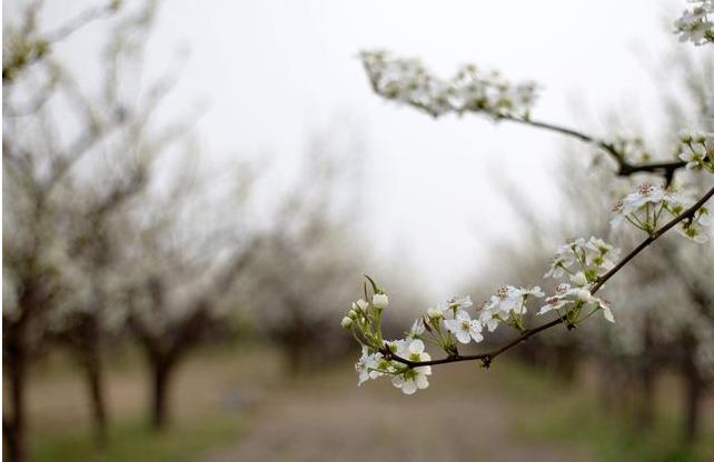 寂寞空庭春欲晚芸初,寂寞空庭春欲晚意难平