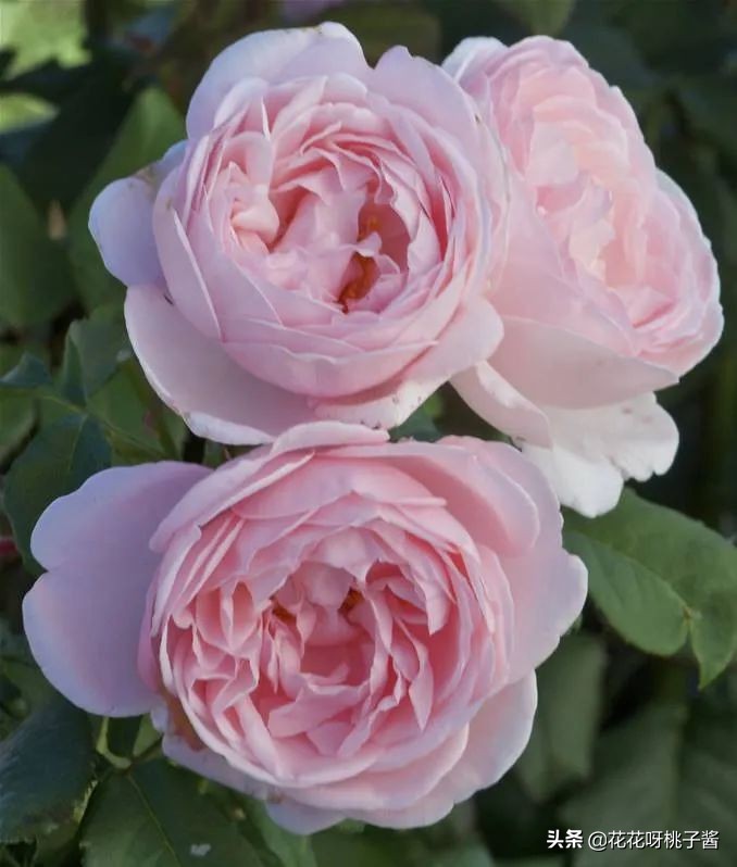 花期特别短暂开放好看的粉色月季,粉色可爱融化你的少女心月季