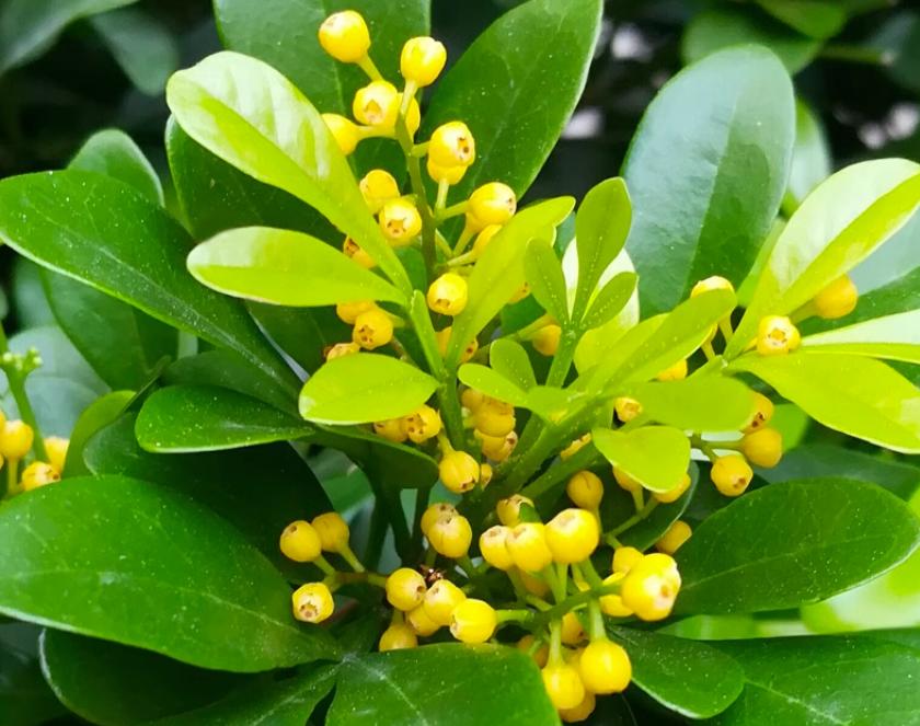 米兰花四季养护要点有哪些,米兰花有花骨朵为什么不开花呢