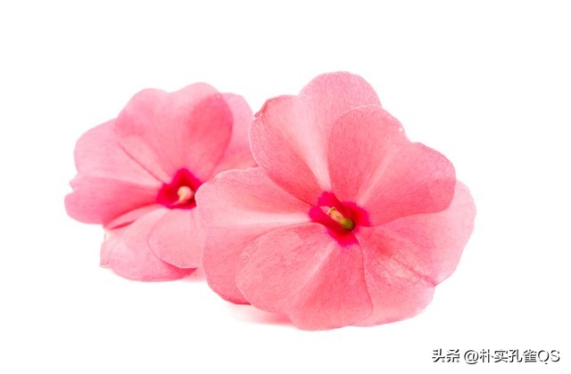 凤仙花种子,凤仙花怎么养