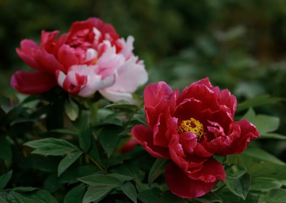 唯有牡丹真国色，花开时节动京城——牡丹，自是花中第一流