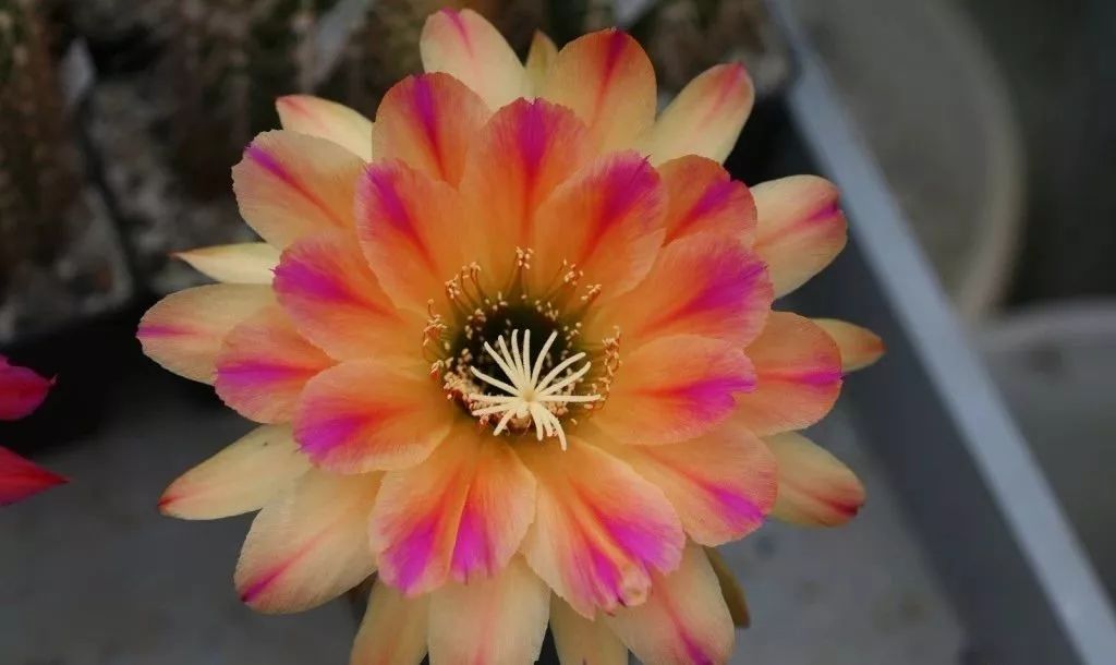 200种·仙人球开花图鉴，大开眼界，美到爆