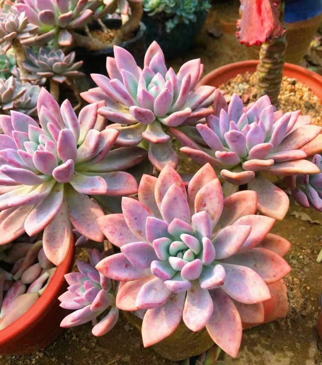 多肉奥普琳娜是跟桃蛋一样难养吗,多肉奥普琳娜多头