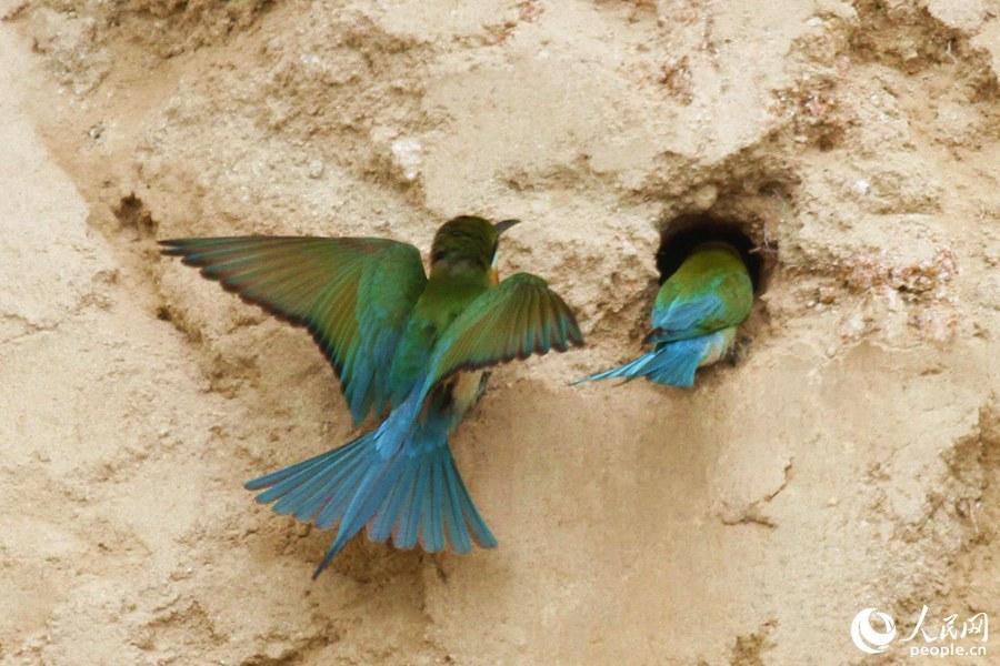 栗喉蜂虎厦门,可爱精灵小鸟