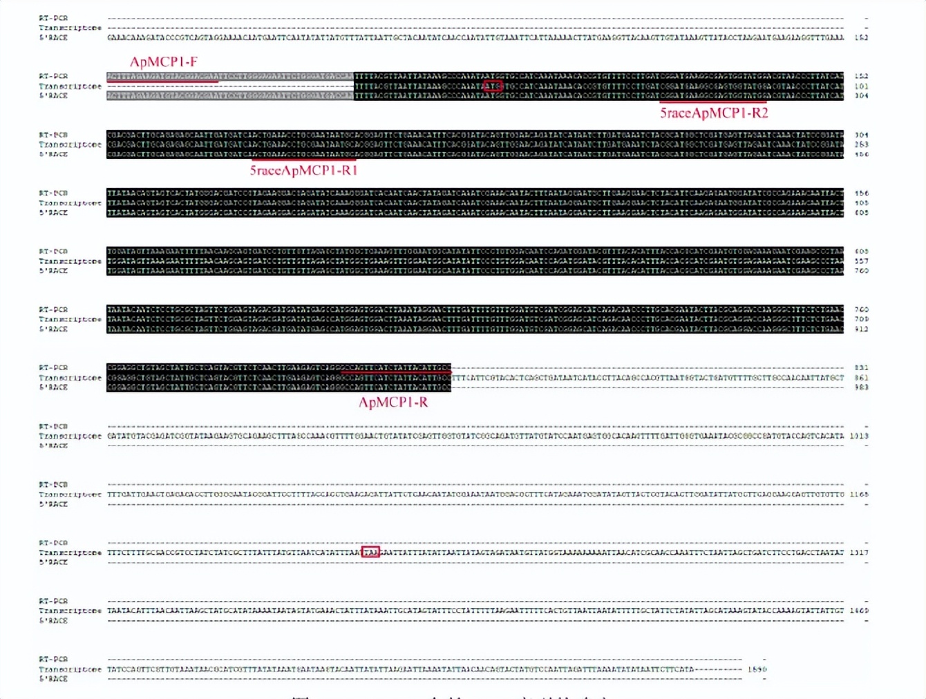 柞蚕肠道消化酶高表达ApMCP1基因的克隆