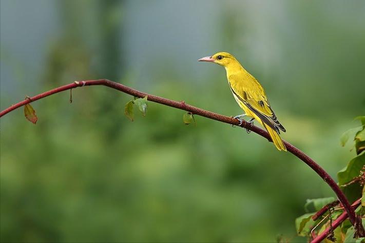 春天古诗词经典名句大全集,有关于春天的古诗词