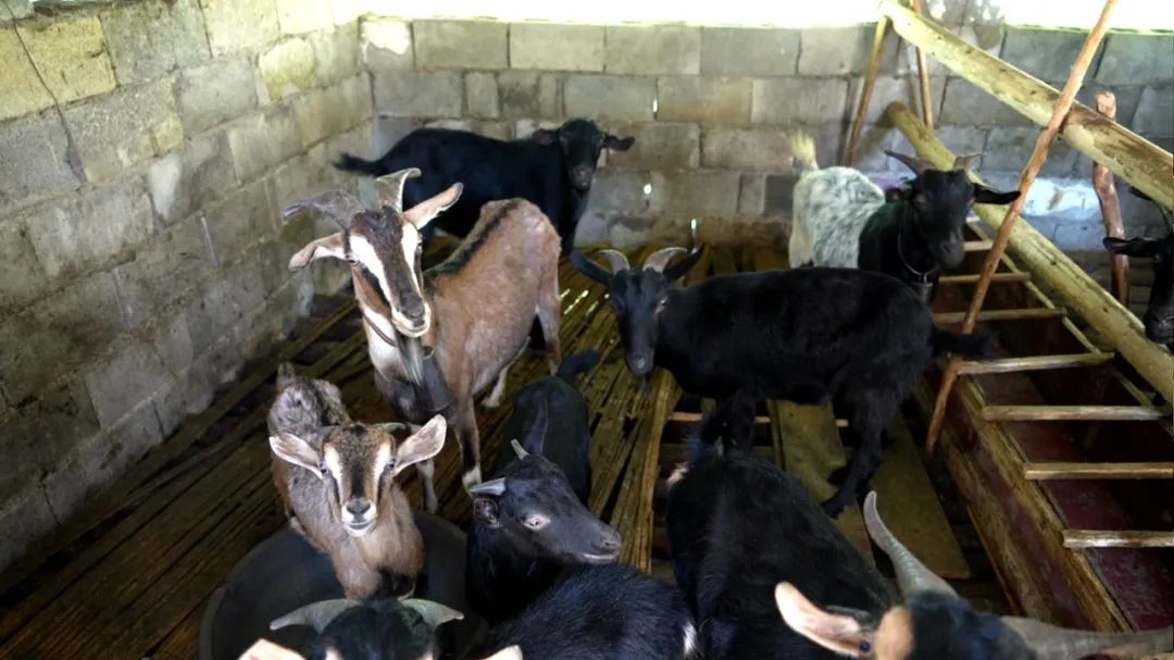 绿春乡村振兴,绿春乡村振兴工作