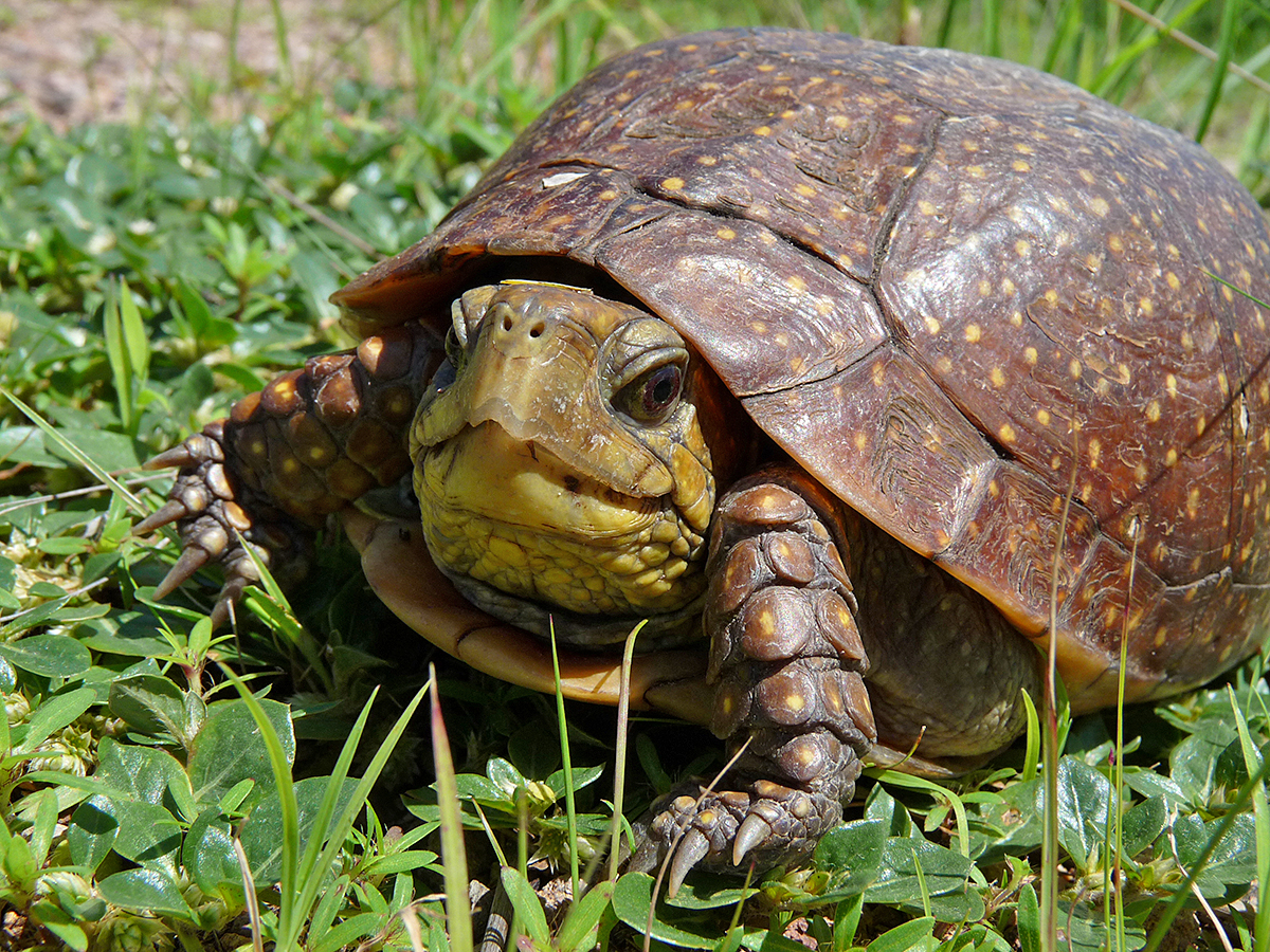 箱龟种类及图片,箱龟品种大全