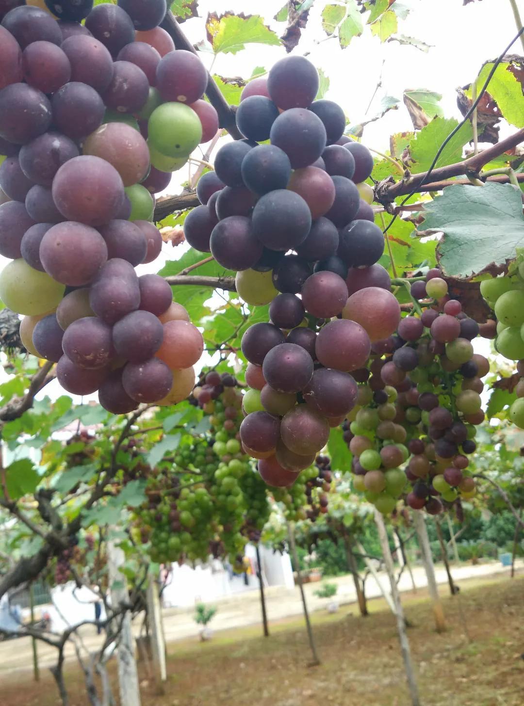 我老爸这个憨老头