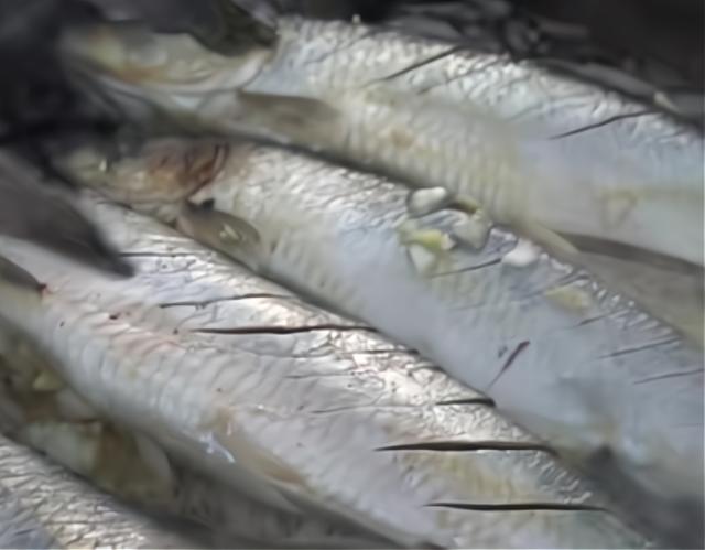 山东小伙3000元发家卖小吃,山东小哥摆摊